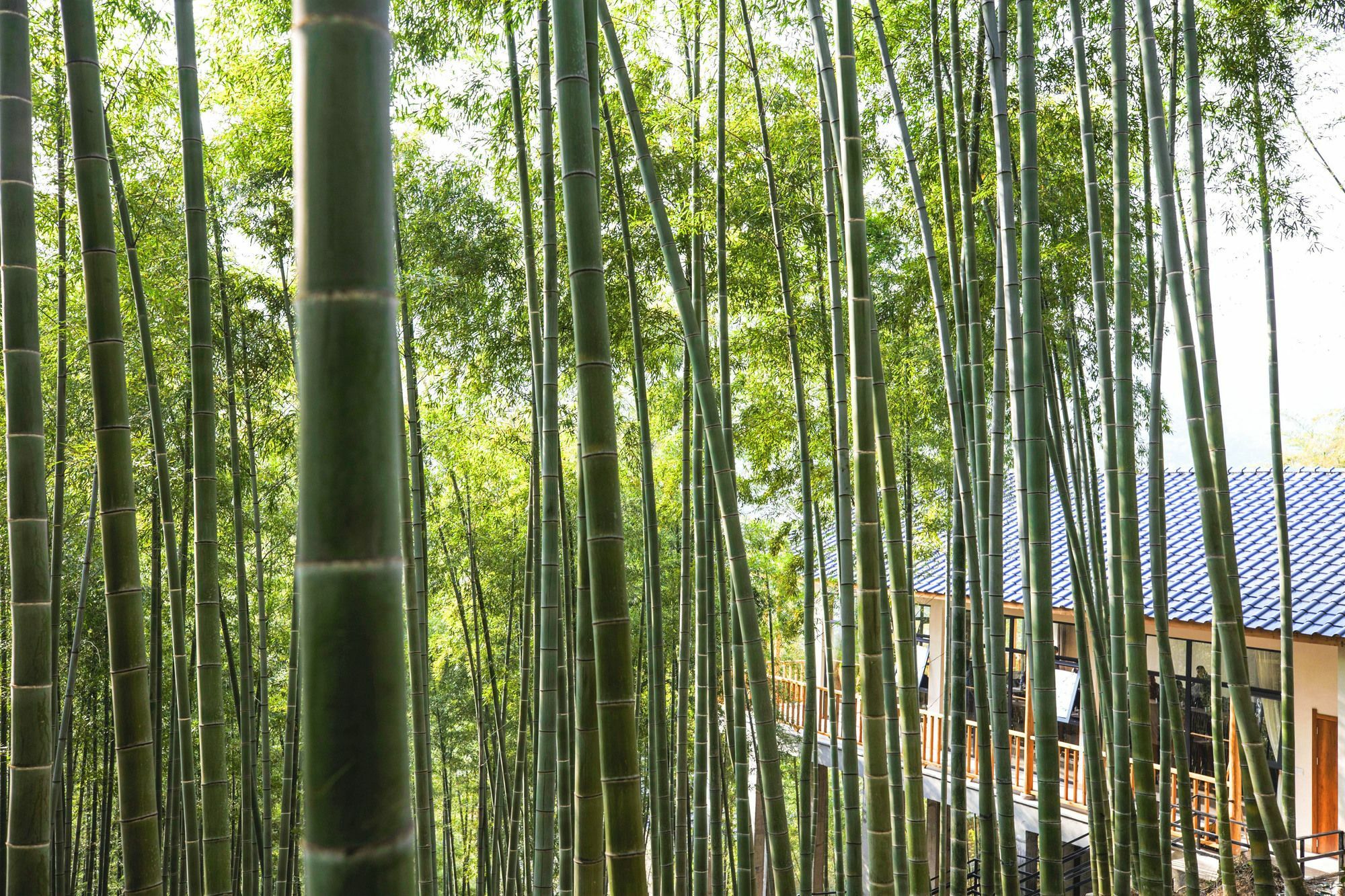 Moganshan Yinhuawu Resort Luaran gambar